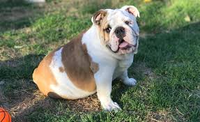 Bulldog rescue is the original and longest running breed rescue for bulldogs, we have helped over 3,000 bulldogs in almost 20 years of service and our history goes back over 40 years. About Lone Star Bulldog Club Rescue Lone Star Bulldog Club Rescue