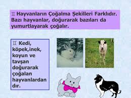 Hayvanlar Canlidir Insanlar Bitkiler Ve Hayvanlar Dunyadaki Canli Varliklardir Canli Varliklarin Beslenme Hareket Etme Solunum Yapma Buyume Cogalma Ppt Indir