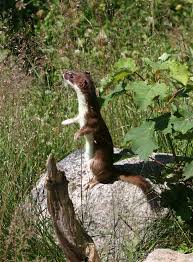 Hermelin Im Sommerkleid Foto Rauch Saugetiere Raubtiere Tiere