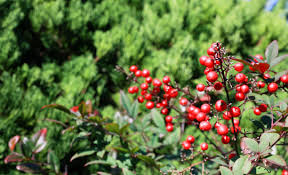 Image result for Myrsinaceae