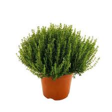 Maybe you would like to learn more about one of these? Plant De Thym Commun Pot De 3 Litres Truffaut