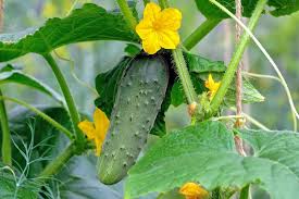 Cucumber plants should be seeded or transplanted outside in the ground no earlier than 2 weeks after the last frost date. Cucumber Plant Growing Caring And Harvesting Tips