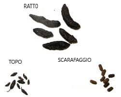 Scarica meravigliose immagini gratuite su cacca. Escrementi Di Topo In Casa Cucina Giardino Cantina Cosa Fare Servizipid It
