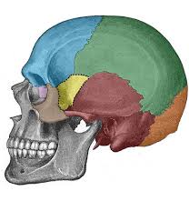 Head shape and upper face shape are closely related to the shape of the bony skull. Bones Of The Skull Structure Fractures Teachmeanatomy