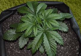 How do i fix this!? Cannabis Seedling Problems How To Resolve Any Issues Weed Kb