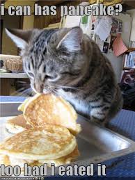 See, rate and share the best pancake memes, gifs and funny pics. Socialmediaholic Pancake Cat Cats Pancake Day