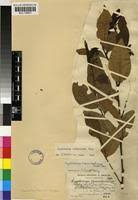 Image result for Cryptocarya transvaalensis