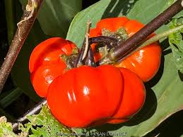 Image result for Solanum aethiopicum