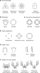 A flower image is segmented using color information obtained by hype's color specifier. Variations In Floral Structure Download Scientific Diagram