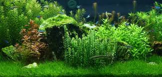 The 21 Best Tropical Aquarium Fish Types Of Set Up Care