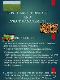 Major insect pests and diseases of tomato in east africa and their management. Post Harvest Sodium Bicarbonate Pesticide