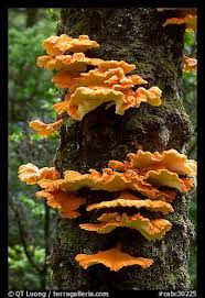 Chicken Of The Woods Mushroom On Tree Uclulet Vancouver Island British Columbia Canada Chicken Of The Woods Stuffed Mushrooms Edible Wild Mushrooms