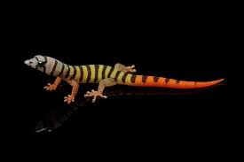 Ashy Day Gecko For Sale Tortoise For Sale Baby Turtles For Sale Online Tortoise Breeders Near Me