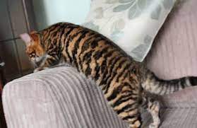 Queenanne Cats - Availablity Of Bengal And Toyger Cats In Bromsgrove West Midlands Toyger Cat Cat Breeder Cats For Sale