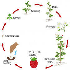 We did not find results for: Life Cycle Of A Raspberry Plant On A White Background Stock Illustration Plant Life Cycle Strawberry Plants Raspberry Plant