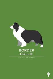 Maybe you would like to learn more about one of these? 20 Psici Ideas Border Kolie Kolie Malovani