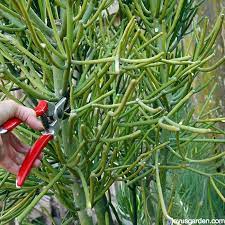When you're pruning euphorbias (pencil cactus), be cautious of the white sap. Pruning Euphorbias Watch Out For The Sap Joy Us Garden
