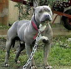 Big Blue Pitbull Pitbulls American Pitbull Terrier Dangerous Dogs