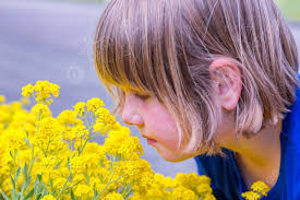 夏に黄色い花の匂いを嗅ぐオランダの若い女の子 写真背景 無料ダウンロードのための画像 - Pngtree