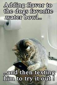 Funny Animal Picture Dump 24 Pics Funny Looking Cats Funny Animals Funny Animal Pictures