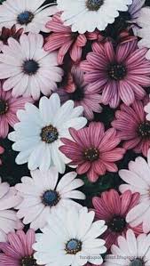 Cool Vintage Iphone Wallpaper Hd Tumblr 425 Iphone Wallpaper Vintage Flower Wallpaper Cellphone Wallpaper