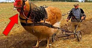 Balena albastră este cel mai mare animal care se găsește pe terra, având o greutate de 170.000 kilograme, echivalentul a 170 de tone. 10 Cele Mai Mari Animale Din Lume