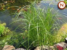 Image result for Cyperus longus