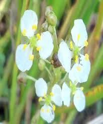 Image result for Limnophyton obtusifolium