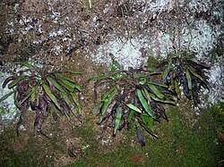 Image result for Grammitis