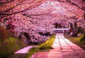 Kyoto yang sarat dengan peninggalan budaya merupakan tujuan pariwisata budaya paling utama di jepang. Paket Tour Jepang Maret 2021 Musim Semi Trip Ke Jepang Tour Ke Jepang