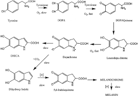 We did not find results for: Raper Mason Pathway Of Melanogenesis Download Scientific Diagram
