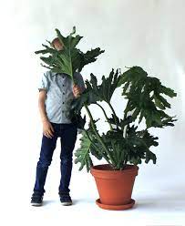 A selloum does grow a trunk as it matures, but the huge drooping leaves usually hide it. Join The Waitlist Bloomscape Philodendron Plant Plants Philodendron Hope
