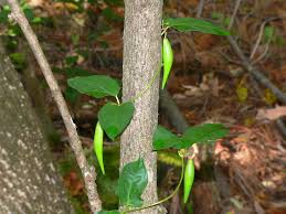 Image result for Cynanchum ledermannii