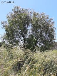 Image result for Faurea rochetiana