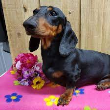 All our mini dachshund puppies for sale come with the following. Heartland Dachshunds Of Southern Illinois Home Facebook