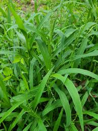 Image result for Urochloa serrata