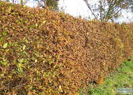 Image result for hornbeam hedge in winter