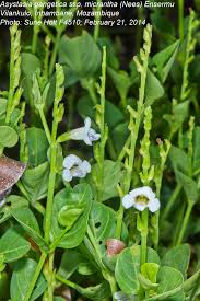 Image result for Asystasia intrusa