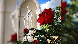 Bianco simile alla rosa ma senza spine, senza odore e . Le Rose Di Maria Vatican News