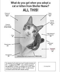 Customizable Attention Grabbing Cat Promotion Posters Cat Adoption Cats Animal Shelter