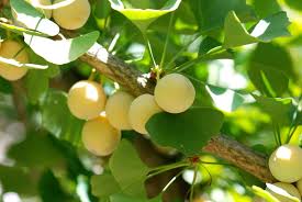 Grow this for future generations, some specimens have been measured. Ginkgo Biloba Podcast Episodes Outside In