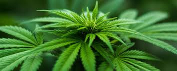 Image result for Marijuana