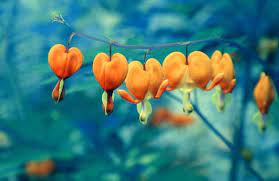 Orange Bleeding Hearts By Dex3terextras On Deviantart Bleeding Heart Flower Bleeding Hearts Bleeding Heart