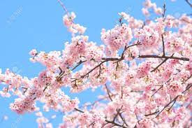 Check spelling or type a new query. Pink Cherry Blossom Cherry Blossom Japanese Flowering Cherry On The Sakura Tree Sakura Flowers Are Representative Of Japanese Flowers The Main Part Of The Winter Pass I Love Everyone Stock Photo Picture And