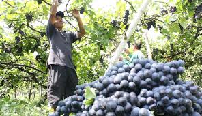 Daftar pemenang pkm 2012 copy1 via scribd.com. Nusabali Com Anggur Hitam Masih Jadi Unggulan Buleleng