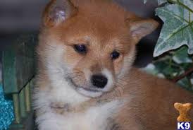 Check with us for schipperke and shiba inu puppies or schipperke and shiba inu availability. Shiba Inu Puppy For Sale Shiba Inu Puppies For Sale In Fleming Island Oran 8 Years Old