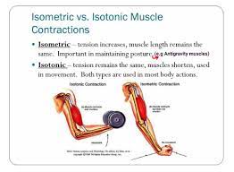 Isometric Vs Isotonic Muscle Contraction Isometric Contraction Physiology Yoga Anatomy
