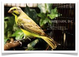 Image 1 Finch Pet Bird Cage Birds For Sale