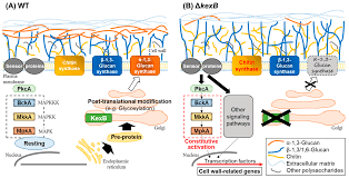 Animal cell membrane degrading enzyme. Jof Free Full Text Function And Biosynthesis Of Cell Wall A 1 3 Glucan In Fungi