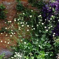 Image result for Cephalaria